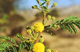 acacia