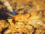 Insecte