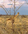 girafe