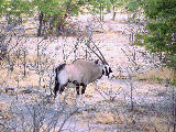 oryx