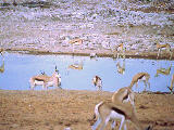 springboks