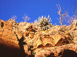 olive trail, dans le canyon