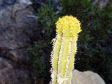 fleur d'euphorbe