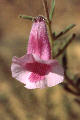 fleur