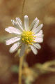 fleur