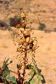 fruit