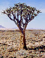 Kokerboom