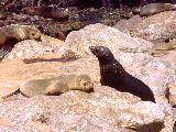 Otaries à Cape Cross