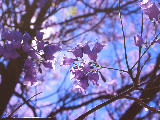 Feurs de jacaranda