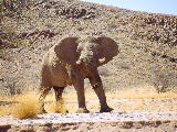 éléphant du désert