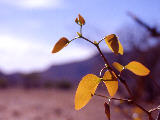 mopane