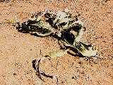 welwitschia